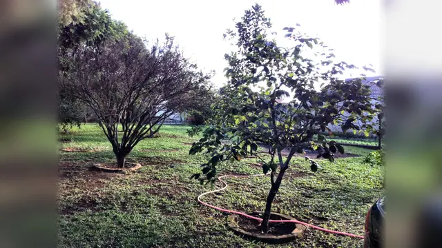 Jardim da frente da propriedade